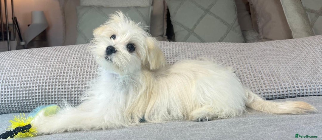 Maltese dogs for sale: Perfect, sweet, petite and handsome young man  - Image 2