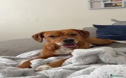 Mixed Breed dogs for sale: Thor ❤️ - Image 3