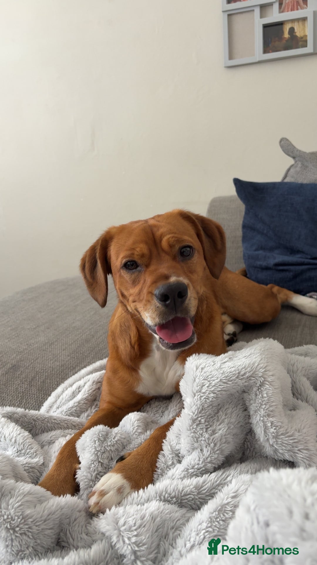 Mixed Breed dogs for sale: Thor ❤️ - Image 3