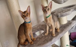 Abyssinian cats for sale: Pure Abyssinian kittens ❤️Ready to go 😍  - Image 3