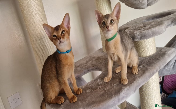 Abyssinian cats - Advert 5