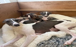 Italian Greyhound dogs for sale: Italian greyhound puppies - Image 6