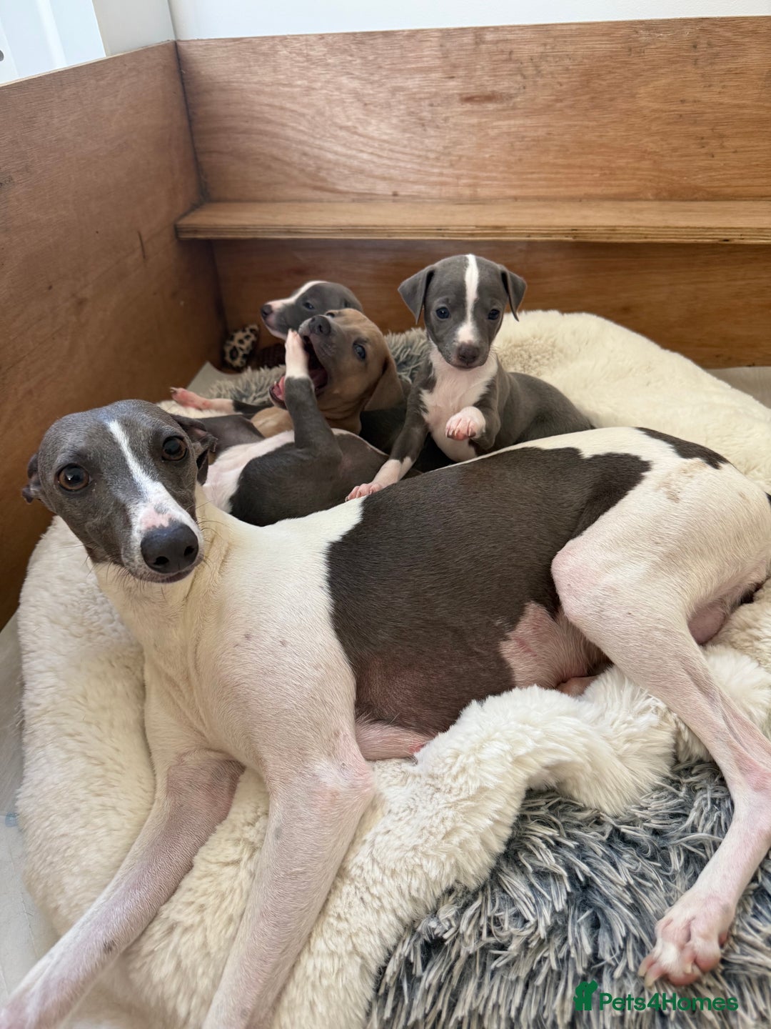 Italian Greyhound dogs for sale: Italian greyhound puppies - Image 6