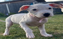 Mixed Breed dogs for sale: Pinky is a gorgeous Ambull x girl  - Image 1
