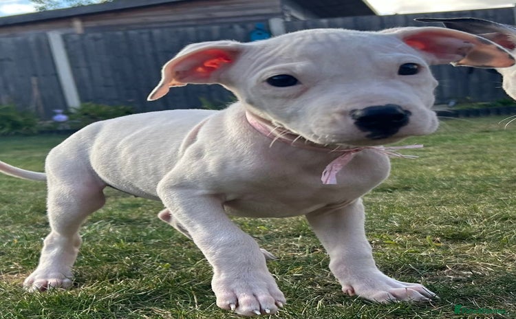 Mixed Breed dogs - Advert 1