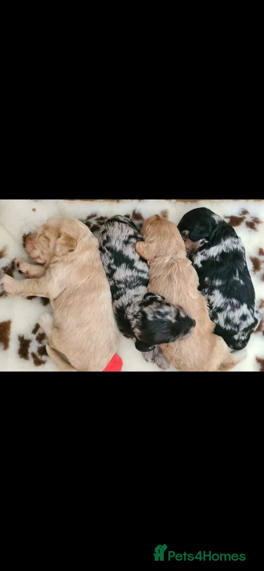 Miniature Poodle dogs for stud: Miniature poodle blue merle for stud in Bradford - Advert 28