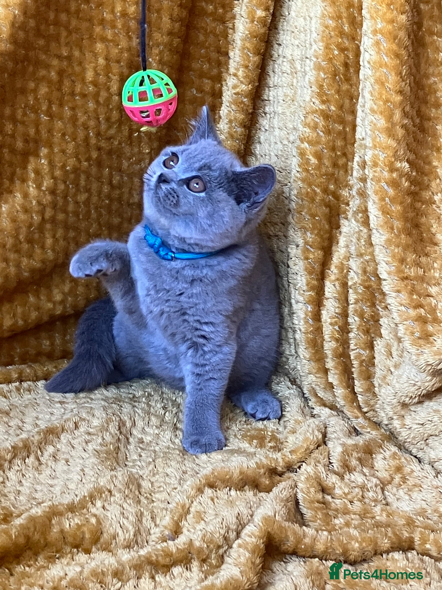 British Shorthair cats GCCF🏆ChampionBloodline 5GENpedigree BSHblue/lilac - Advert 16