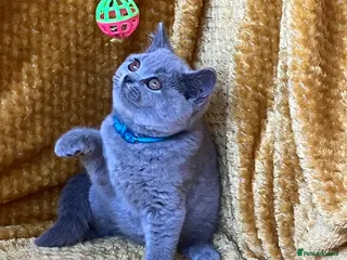 British Shorthair cats GCCF🏆ChampionBloodline 5GENpedigree BSHblue/lilac - Advert 16