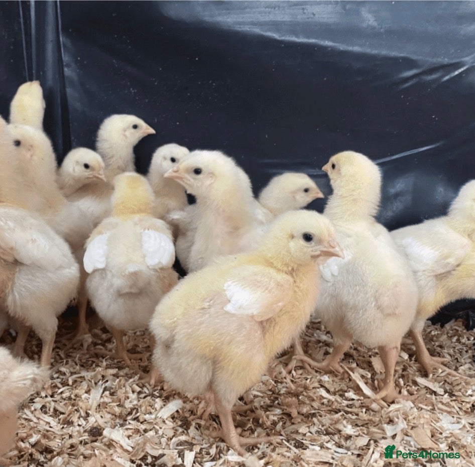 Chickens poultry Week old Warren chicks  - Advert 17