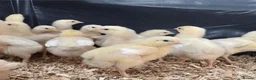 Chickens poultry for sale: Week old Warren chicks  - Advert 1