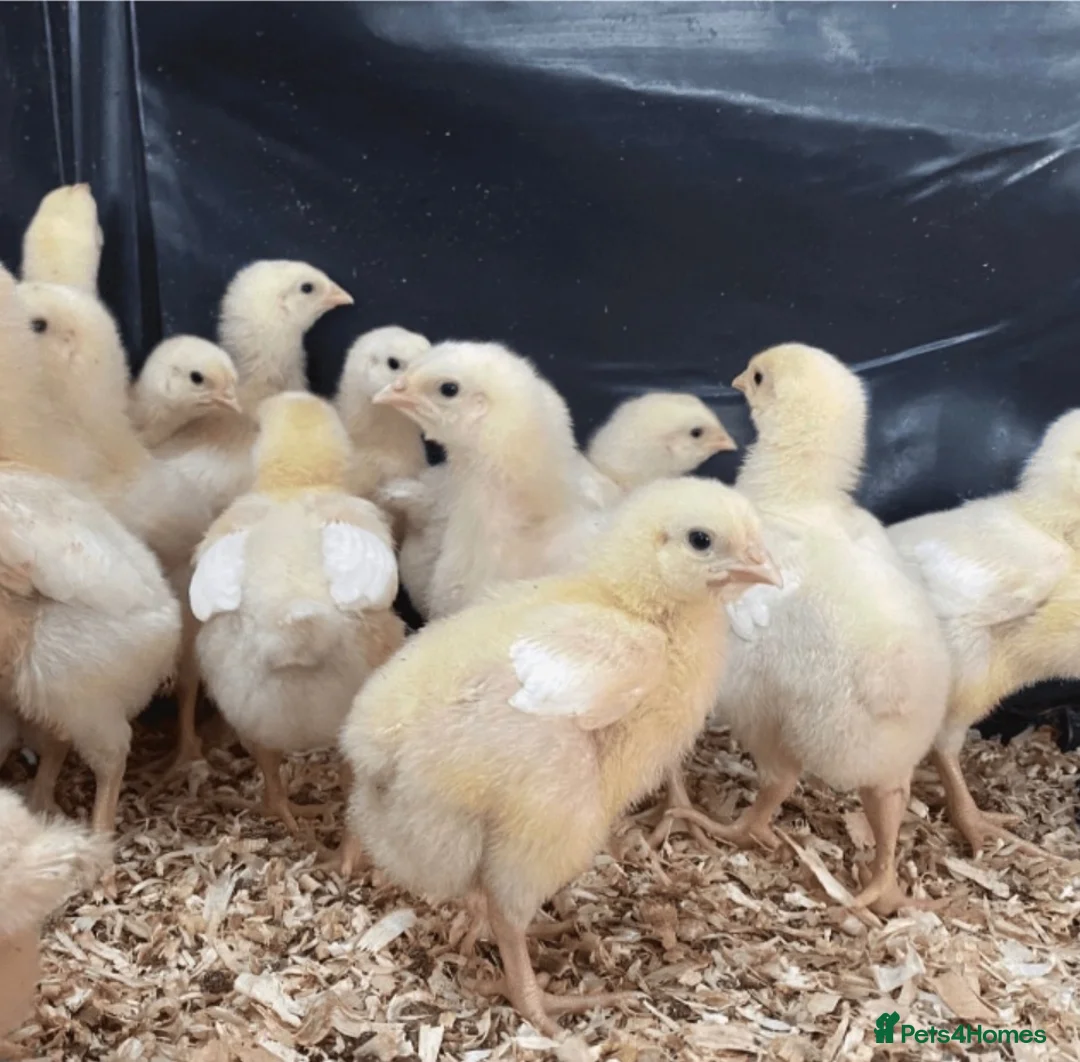 Chickens poultry for sale: Week old Warren chicks  - Advert 1