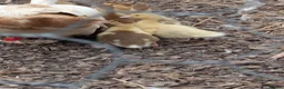 Ducks poultry for sale: Muscovy ducks  - Advert 2