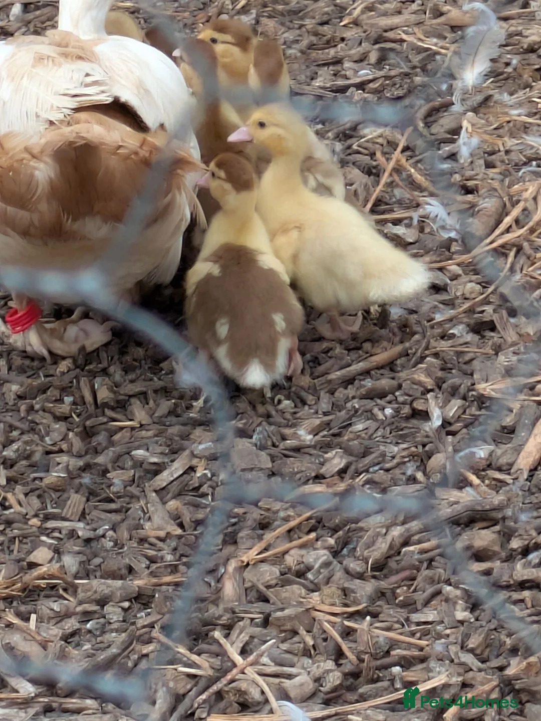 Ducks poultry for sale: Muscovy ducks  - Advert 2