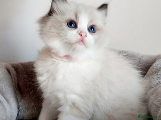 Ragdoll cats Beautiful Ragdoll kittens raised with ❤️ - Advert 18