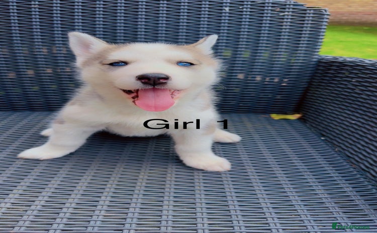 Siberian Husky dogs - Advert 1