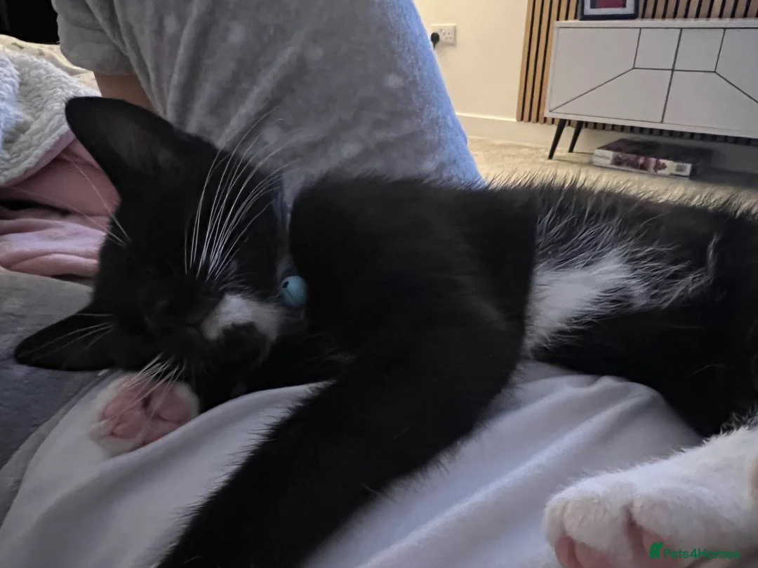 Domestic Shorthair cats for sale: Male cat - Called Socks NOT £50.00 can’t lower  in Grimsby - Advert 2