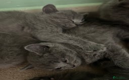 Scottish Fold cats for sale: Scottish fold/straight boys ready for reservation. - Image 2