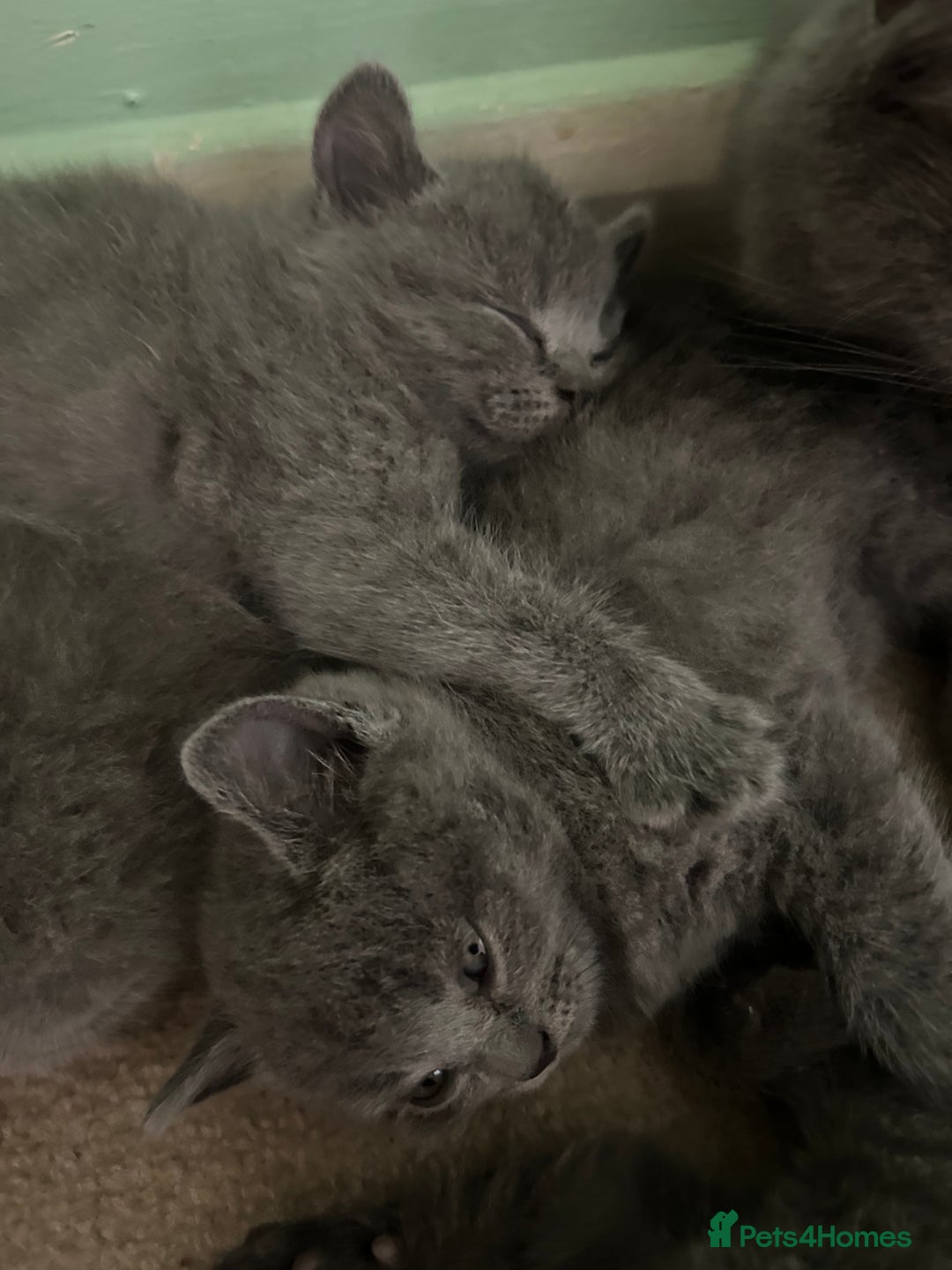 Scottish Fold cats for sale: Scottish fold/straight boys ready for reservation. - Image 2