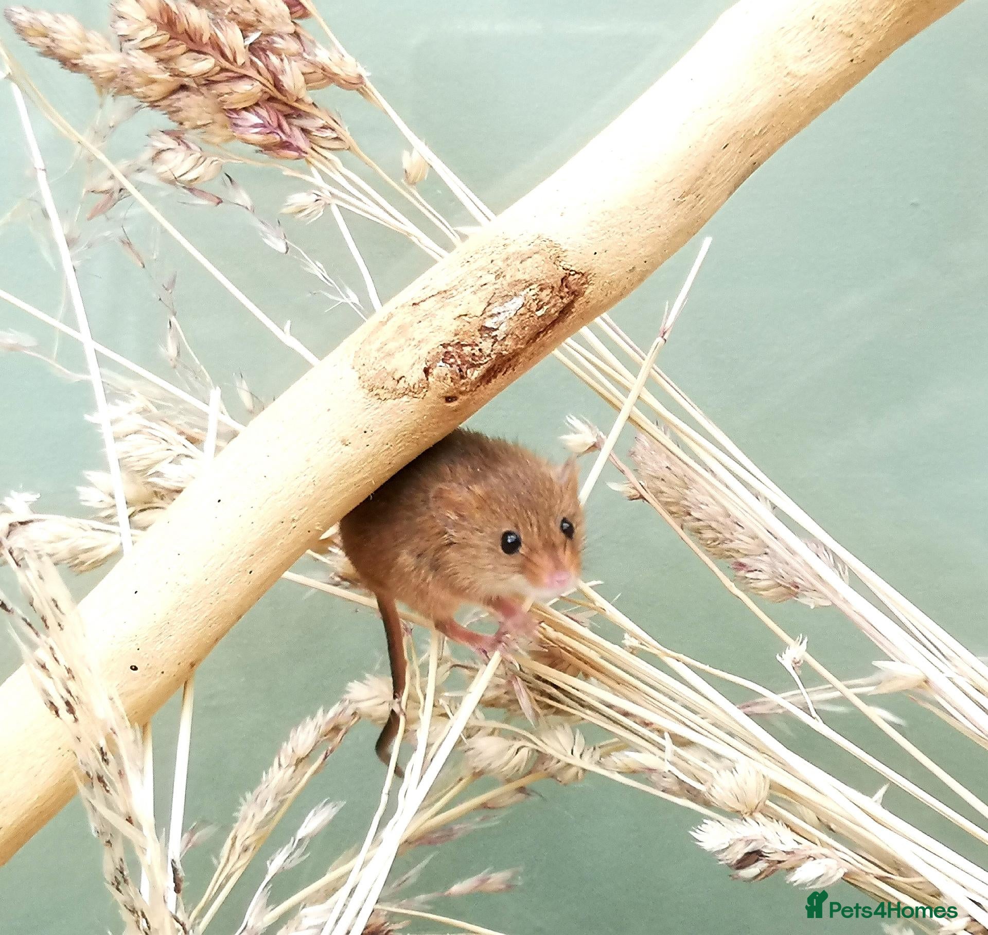 Mouse rodents Harvest mice  - Advert 8