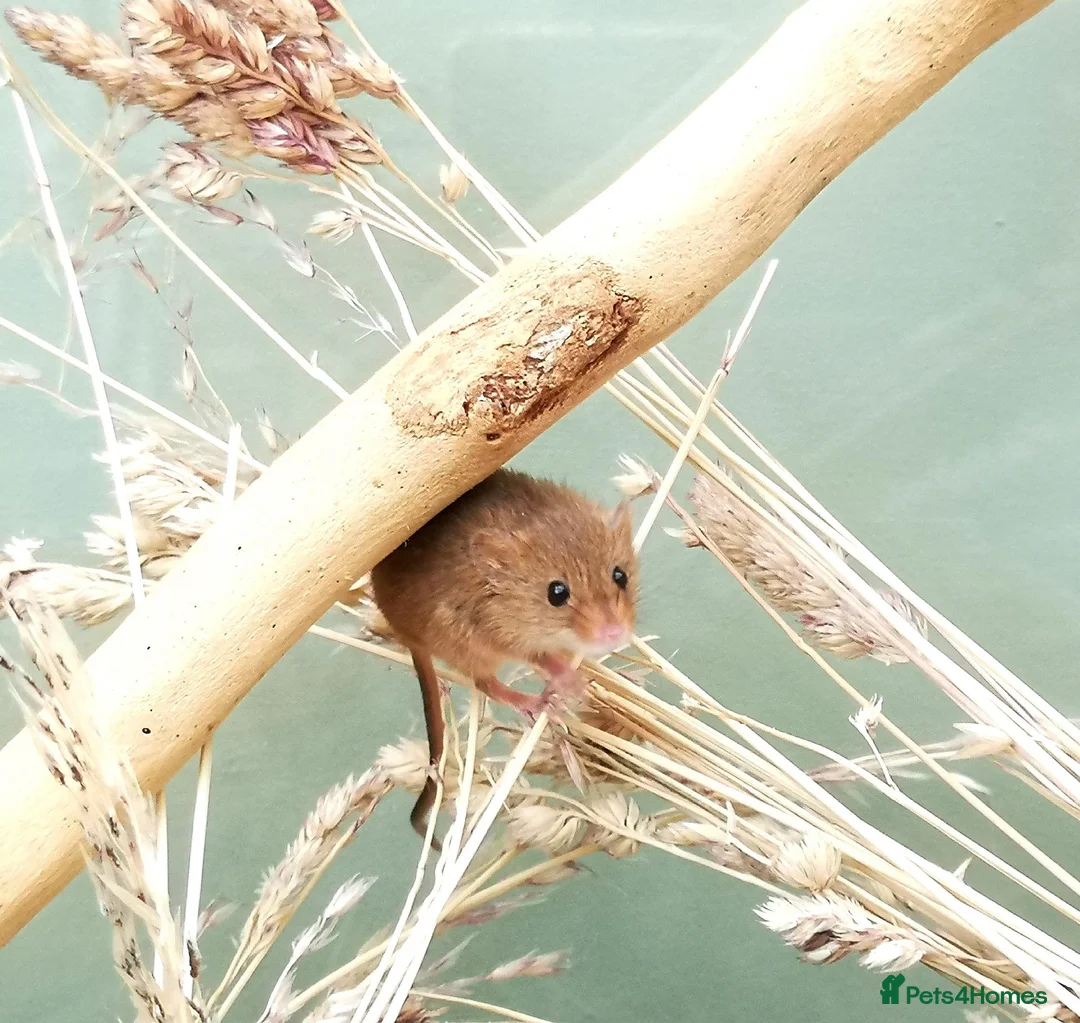 Mouse rodents for sale: Harvest mice  - Advert 1