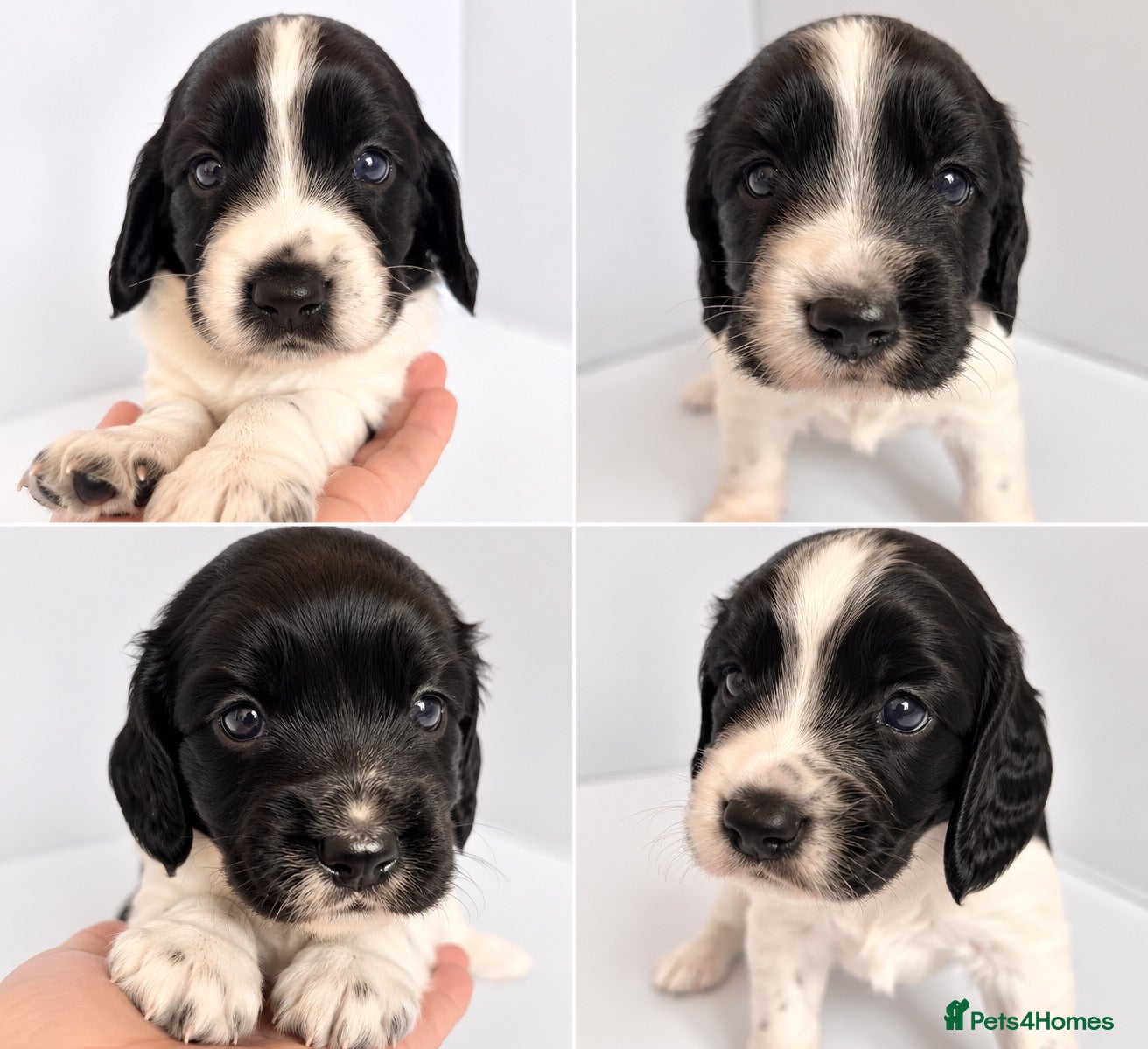 English Springer Spaniel dogs 🐾Gorgeous KC Reg English Springer Spaniel Pups🐾 - Advert 2