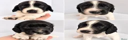 English Springer Spaniel dogs for sale: 🐾 KC Reg Springer Spaniels 🐾 - Advert 3