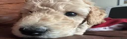 Labradoodle dogs for sale: Rare multi generational labradoodle Puppies - Advert 13