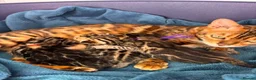Bengal cats for sale: Adorable TICA registered Bengal Kittens - Advert 13