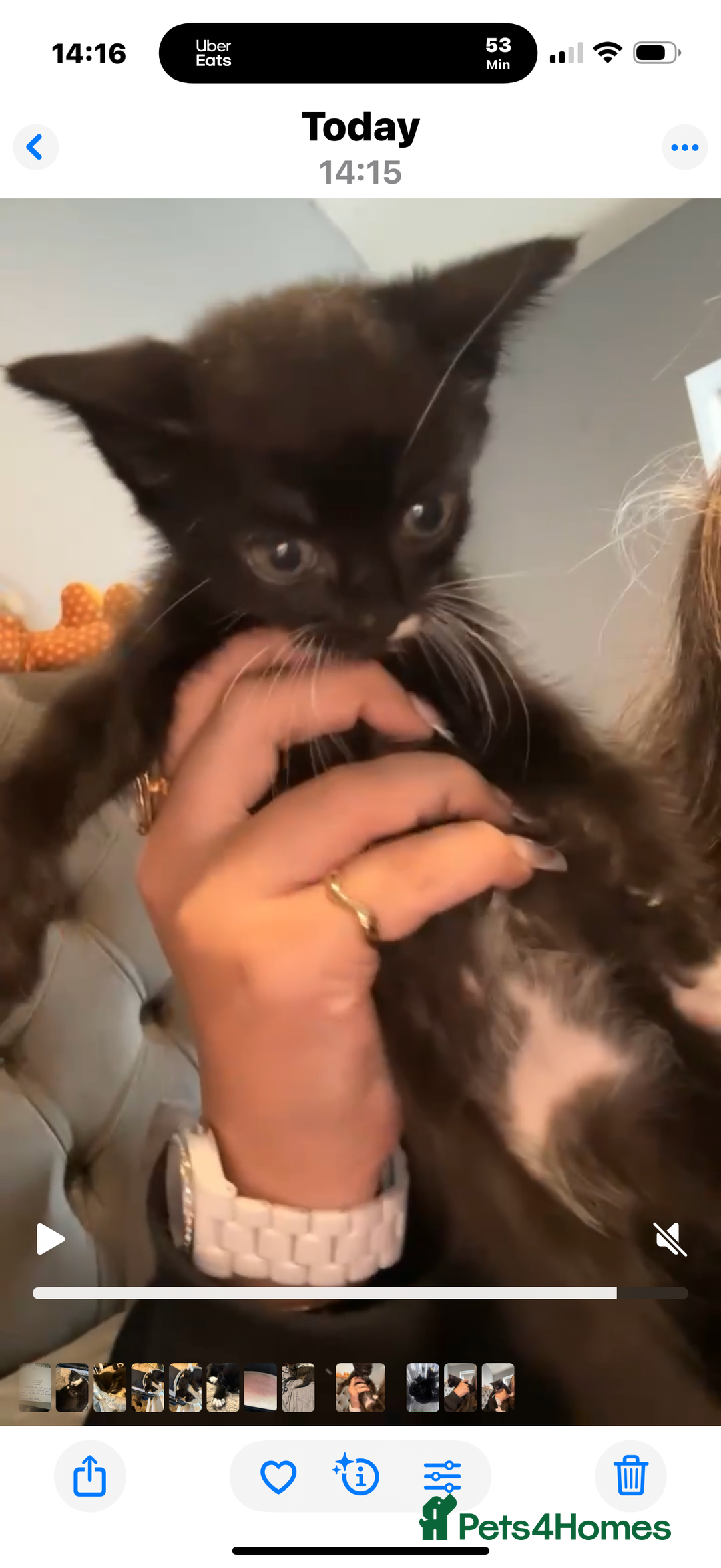 Mixed Breed cats for sale: Kittens - Image 3