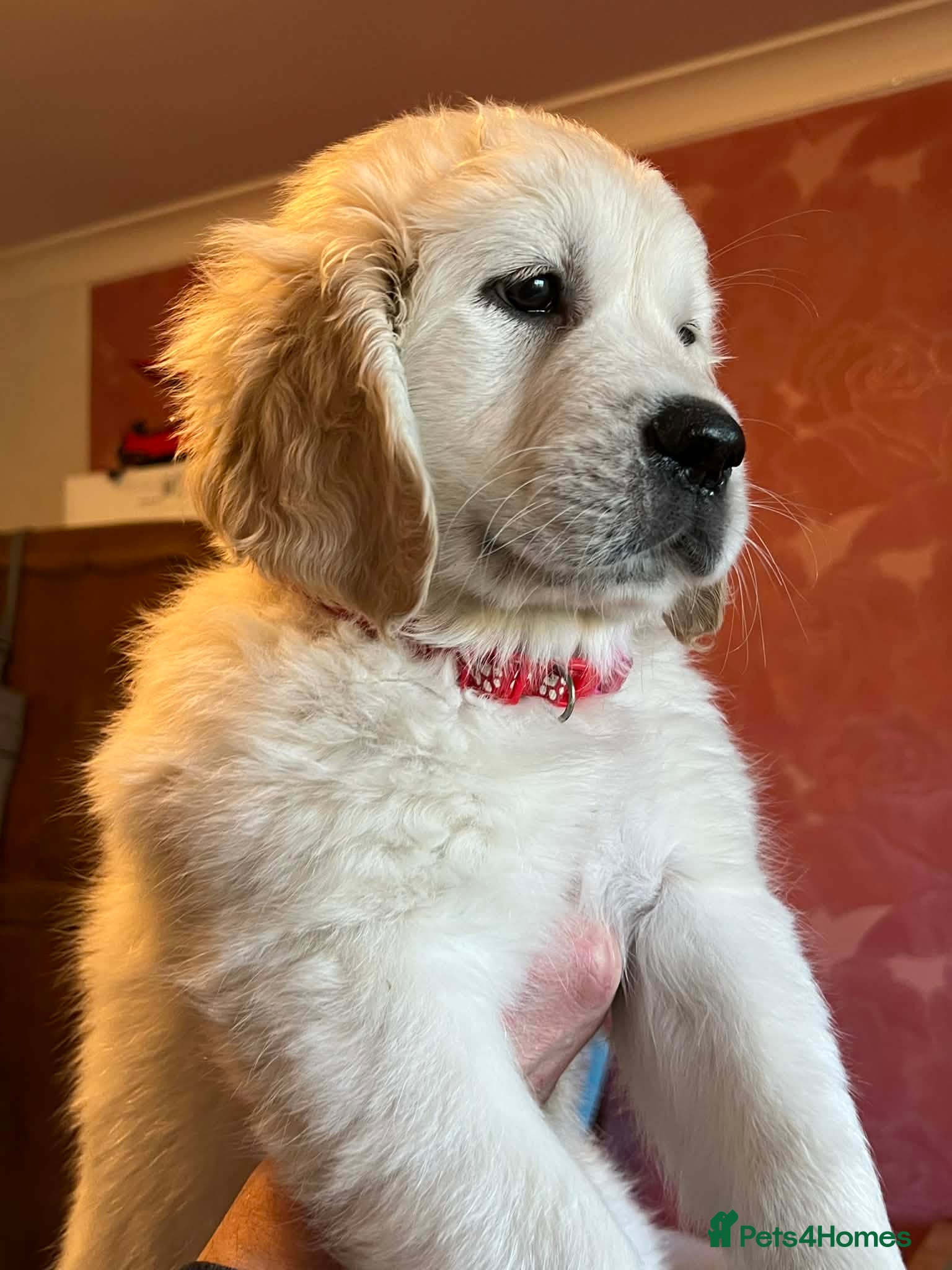 Golden Retriever dogs KC Registered Golden Retriever Glasgow  - Advert 4