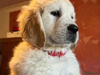 Golden Retriever dogs KC Registered Golden Retriever Glasgow - Advert 4