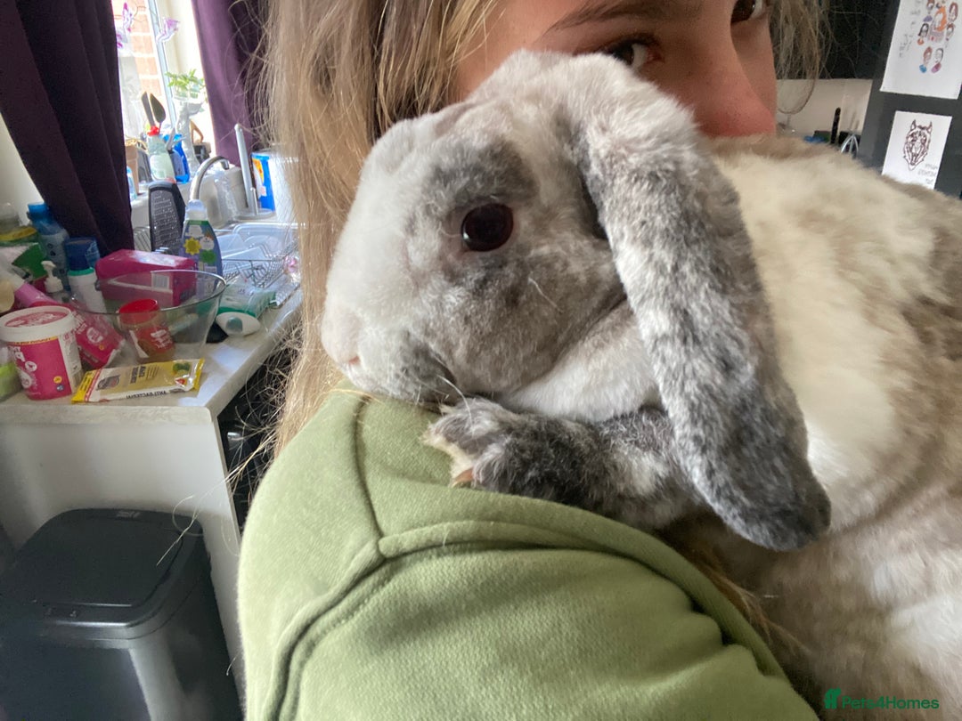 Mixed Breed rabbits for sale: Three beautiful male rabbits - Image 11
