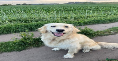 Golden Retriever dogs - Advert 6