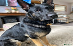 German Shepherd dogs for sale: ACE, beautiful 2 year old german shepherd  - Image 1
