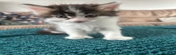 British Longhair cats for sale: Beautiful long haired polydactyl kittens for sale  - Advert 6