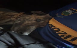 Greyhound dogs for sale: Greyhound  - Image 2
