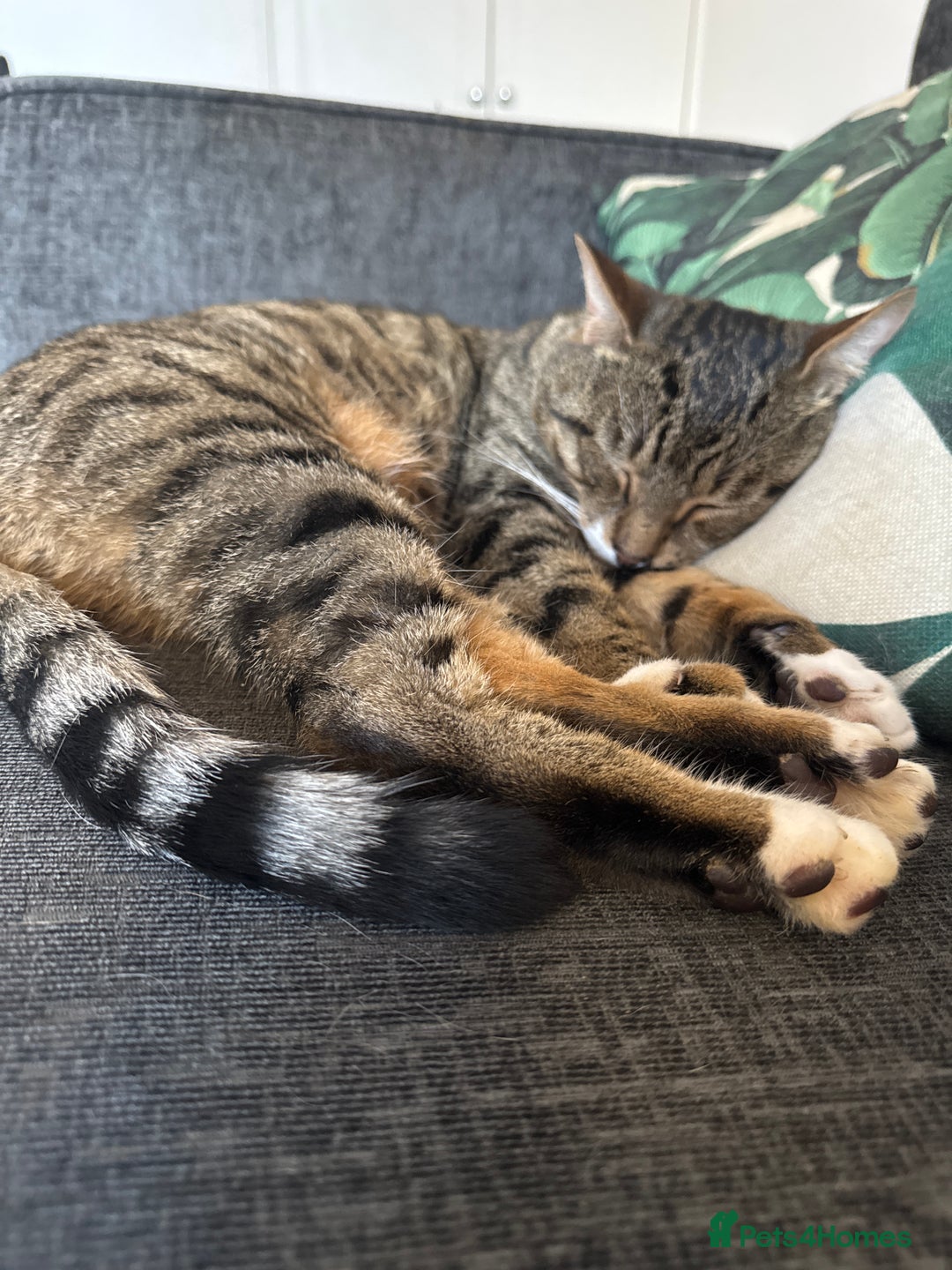 British Shorthair cats for sale: 2 British shorthair tabby cats  - Advert 2