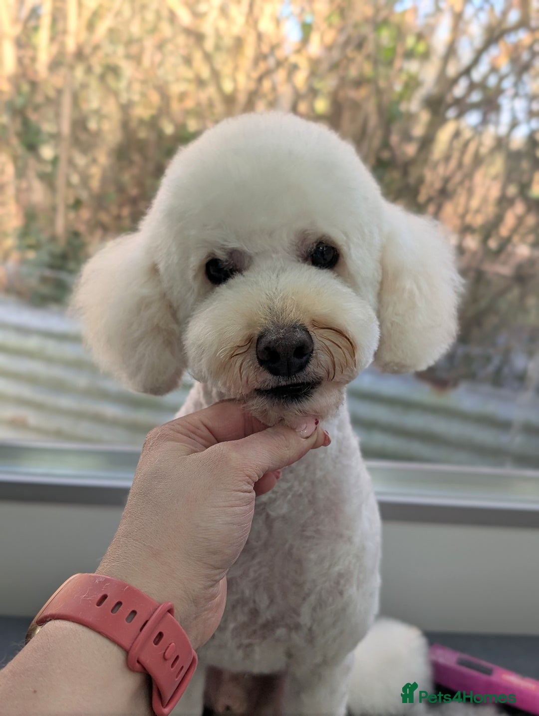 Miniature Poodle dogs for stud: STUD ONLY.   kC registered  in Shepton Mallet - Advert 3