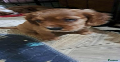 Cockalier dogs - Advert 2