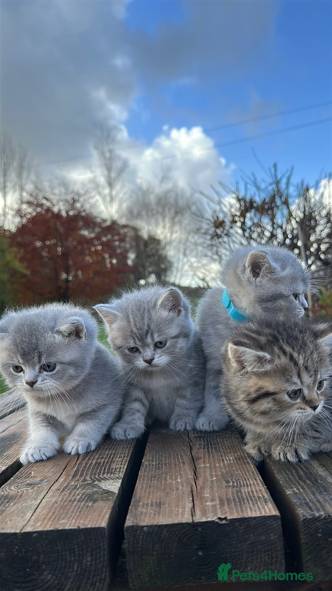 British Shorthair cats for sale: British Shorthair kittens  - Image 16