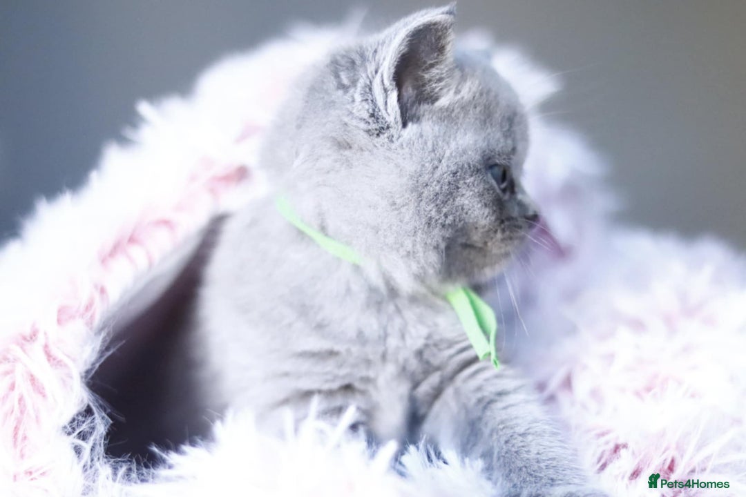 British Shorthair cats for sale: GCCF champ bloodlines Bsh - Image 5