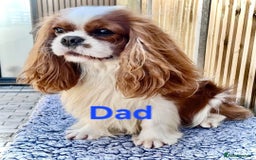 Cavalier King Charles Spaniel dogs for sale: Cavalier King Charles Boy - Ready this weekend  - Image 6