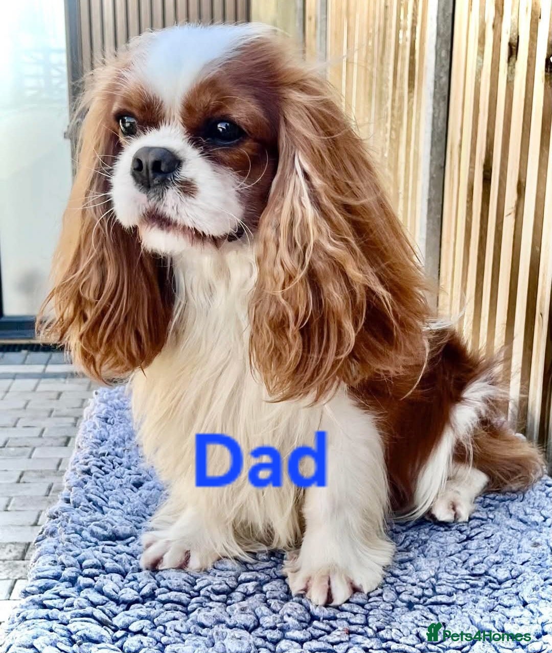 Cavalier King Charles Spaniel dogs for sale: Cavalier King Charles Boy - Ready this weekend  - Image 6