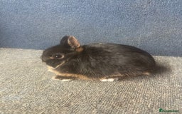 Guinea Pig rodents for sale: Black Otter Netherlands dwarf buck for sale in Bilston - Image 1