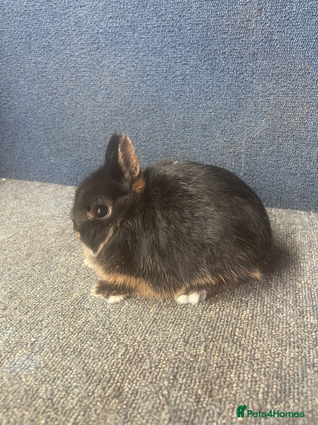 Guinea Pig rodents for sale: Black Otter Netherlands dwarf buck for sale in Bilston - Image 1