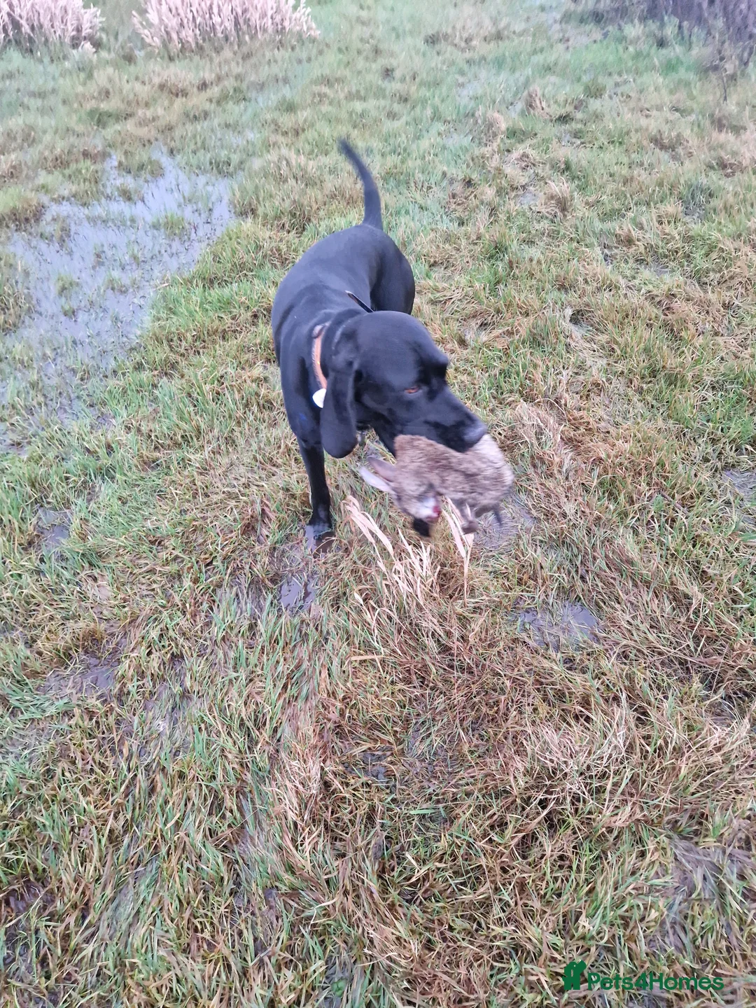 German Shorthaired Pointer dogs for stud: Proven full KC Reg GSP 5th Generation working in Liverpool - Advert 5