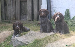 German Wirehaired Pointer dogs for sale: Beautiful Gwps puppies - Image 9