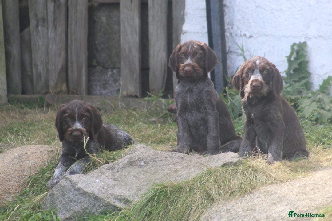 German Wirehaired Pointer dogs for sale: Beautiful Gwps puppies - Image 9
