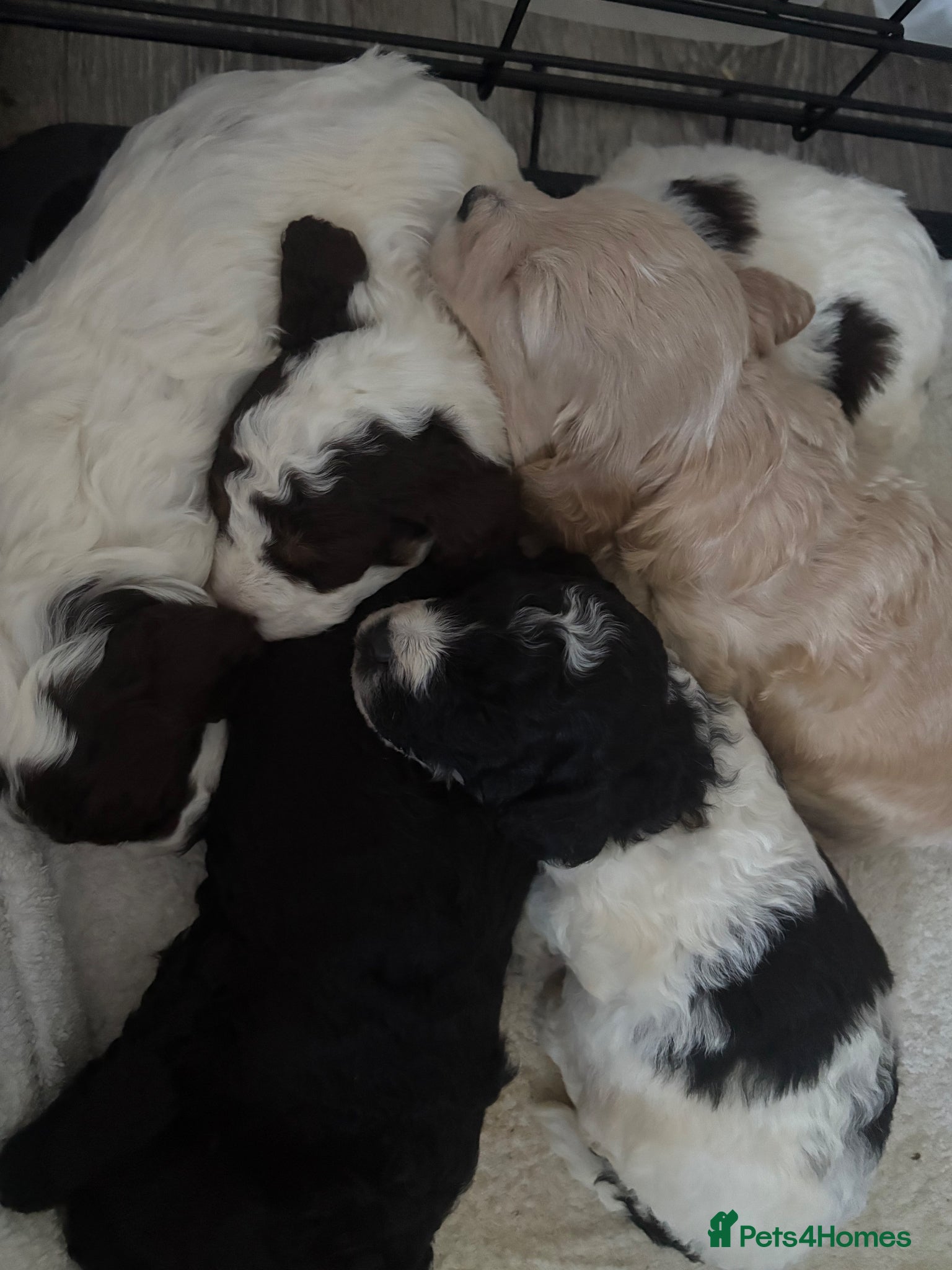 Cockapoo dogs Gorgeous litter of F1b cockapoos  - Advert 15