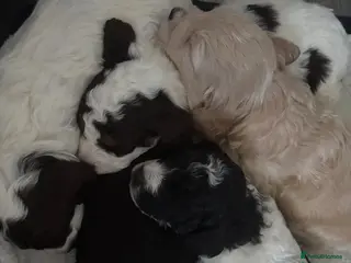 Cockapoo dogs Gorgeous litter of F1b cockapoos - Advert 15